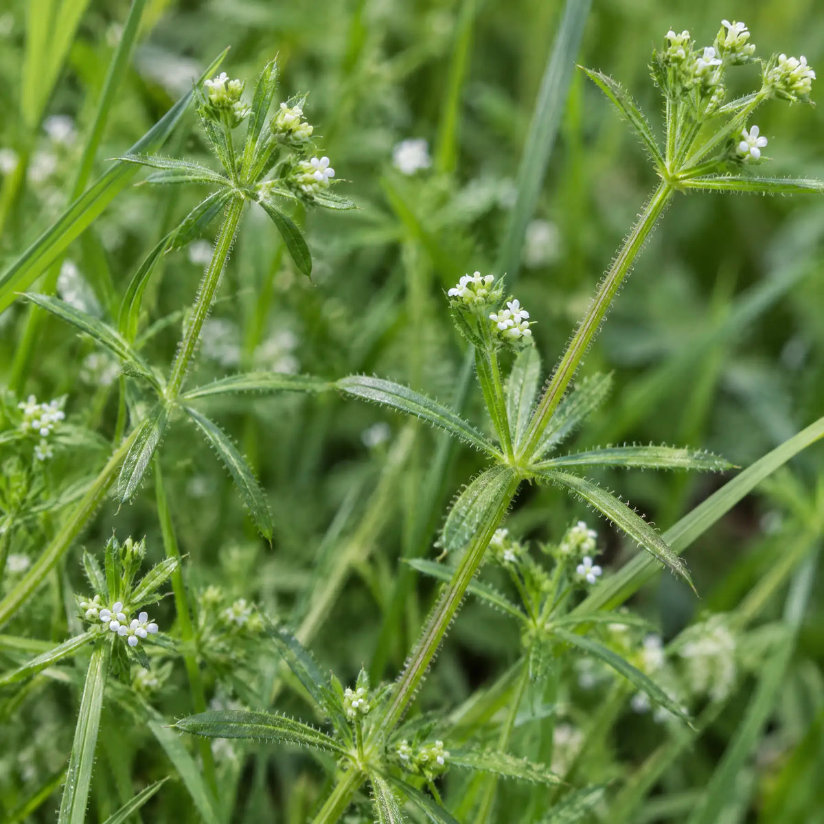 lymona-sec-plante-gaillet Image