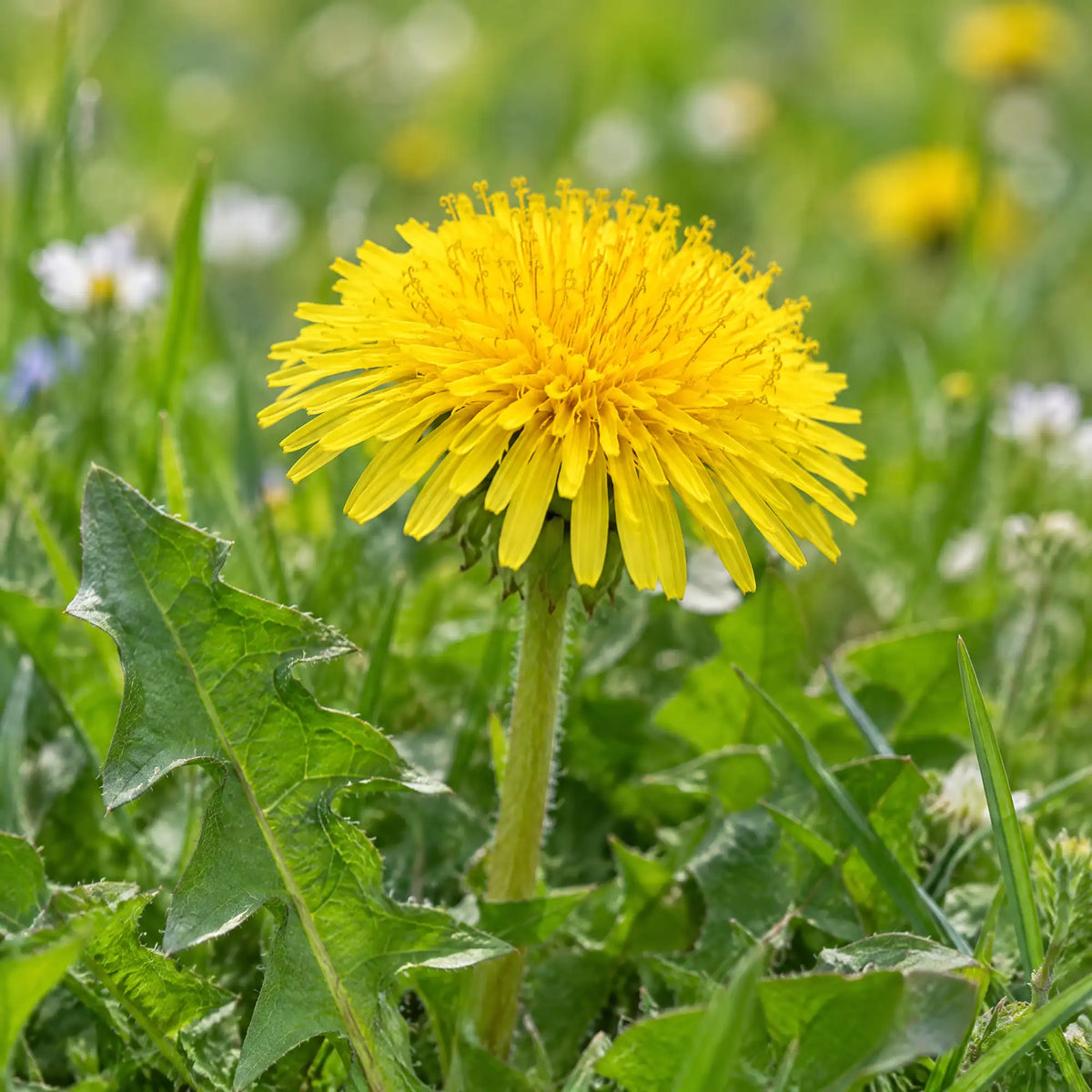 lymona-sec-plante-pissenlit Image